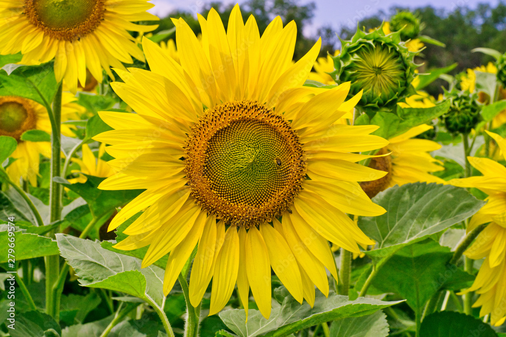 big blooming bright sunflower