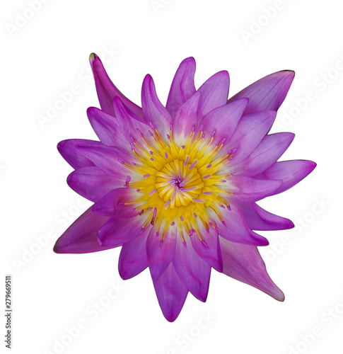 Purple lotus on a white background