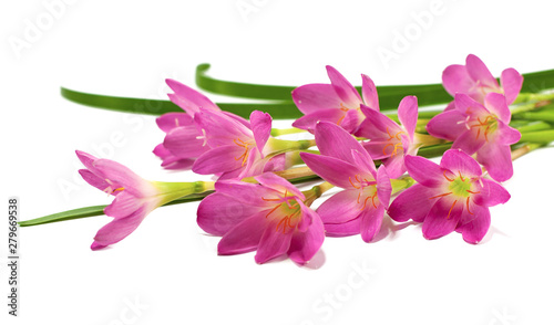 Beautiful pink flower, Rain Lilies flower isolated on white background