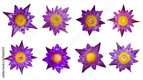 A collection of eight purple lotus flowers on a white background.