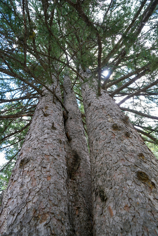 PIne tree branches and trunk in the mountains east of Salt Lake City, Utah