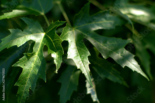 green leaves of a tree,summer, fresh, flora, garden, detail,foliage, 