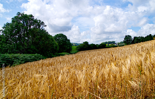wheat field and blue sky