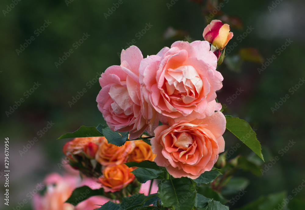 In summer, the garden bloomed beautiful roses In summer, the garden bloomed beautiful roses