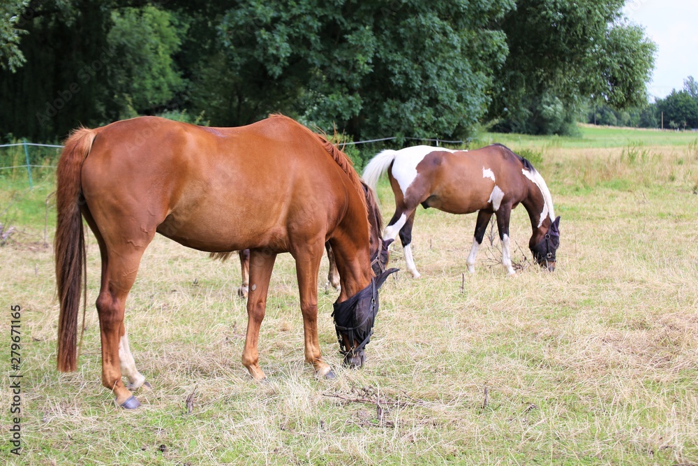 brown horse and foal