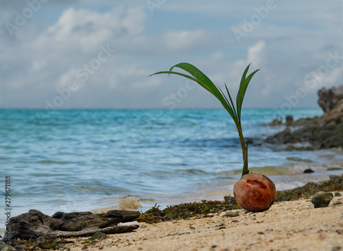 East Malaysia, island of Sibuyan. Sprouted coconut on the sandy shore of the Pacific ocean photo