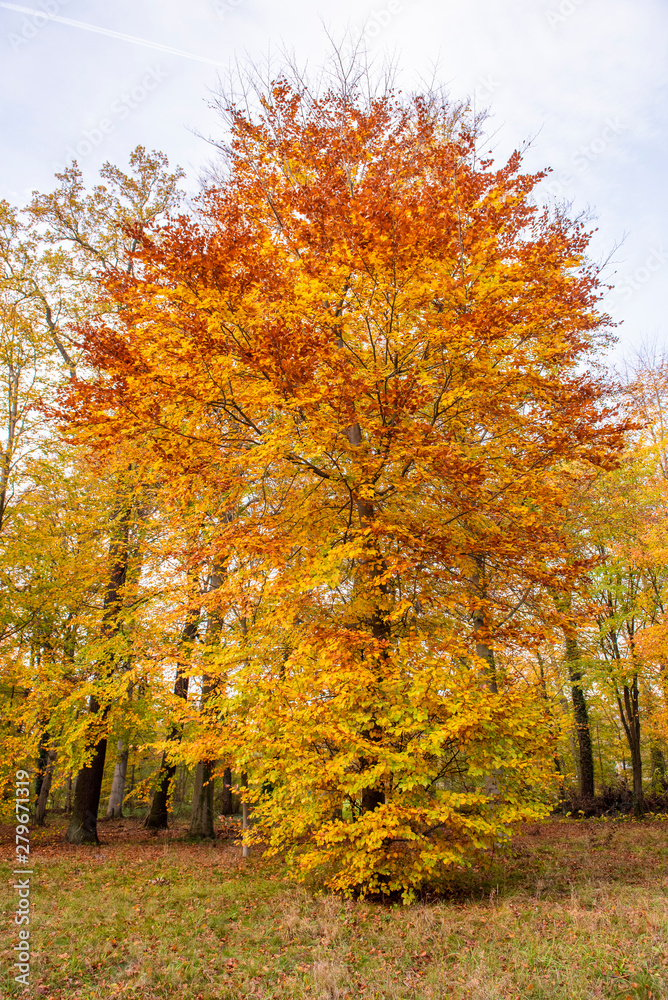 Beautiful view of forest at autumn Beautiful view of forest at autumn