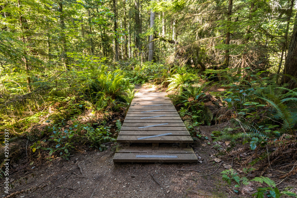 Obraz premium wooden pathway in the middle of the forest with sunlight hitting on the surface through dense foliage