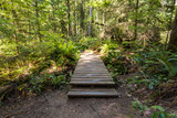 wooden pathway in the middle of the forest with sunlight hitting on the surface through dense foliage