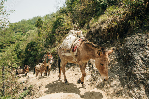 Fototapeta donkey laden with a load against the backdrop of beautiful naturel in Nepalese Himalayas