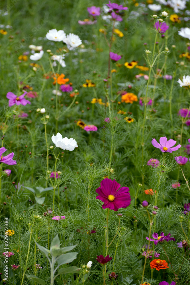 Fototapeta premium Colorful Wildflowers