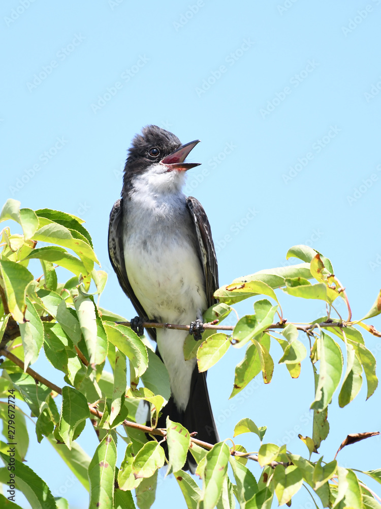 Obraz premium eastern kingbird standing on tree branch