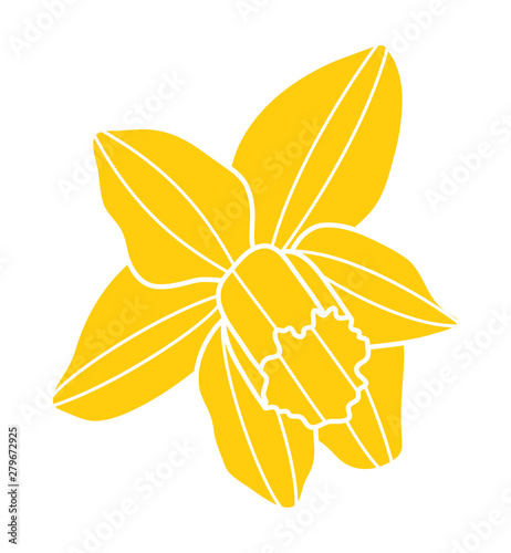 daffodil