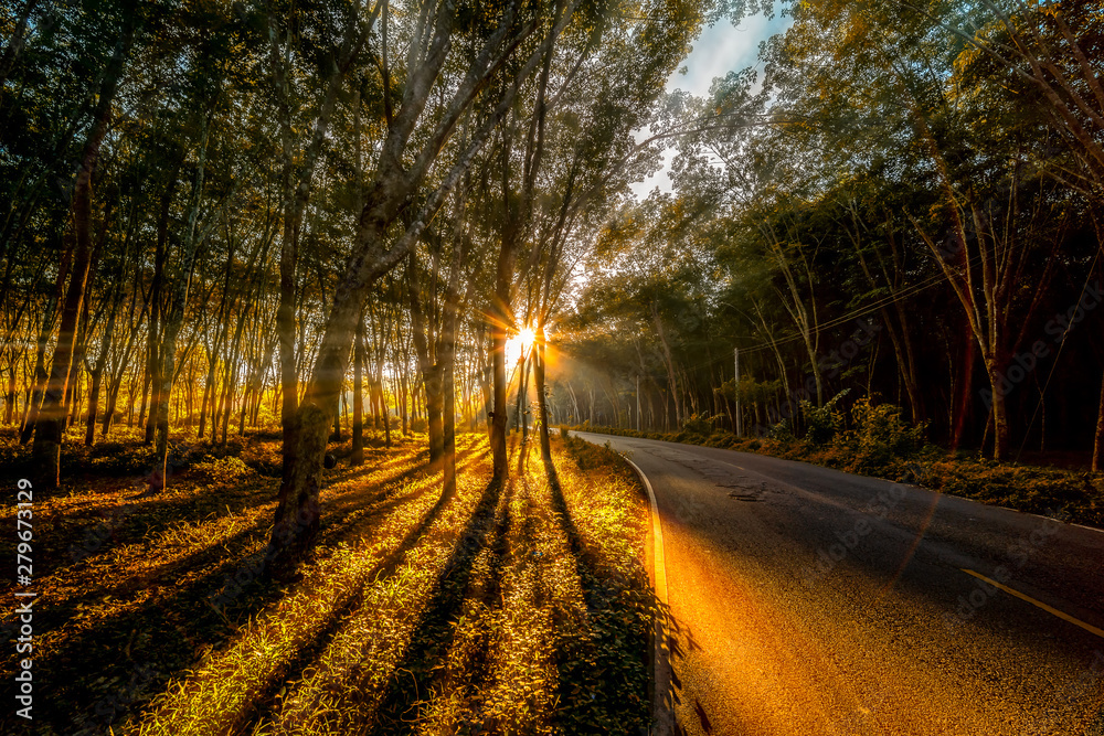 Autumn forest scenery with rays of warm light through a forest in morning. Thai forest and sun rays. Autumn forest scenery with rays of warm light through a forest in morning. Thai forest and sun rays.