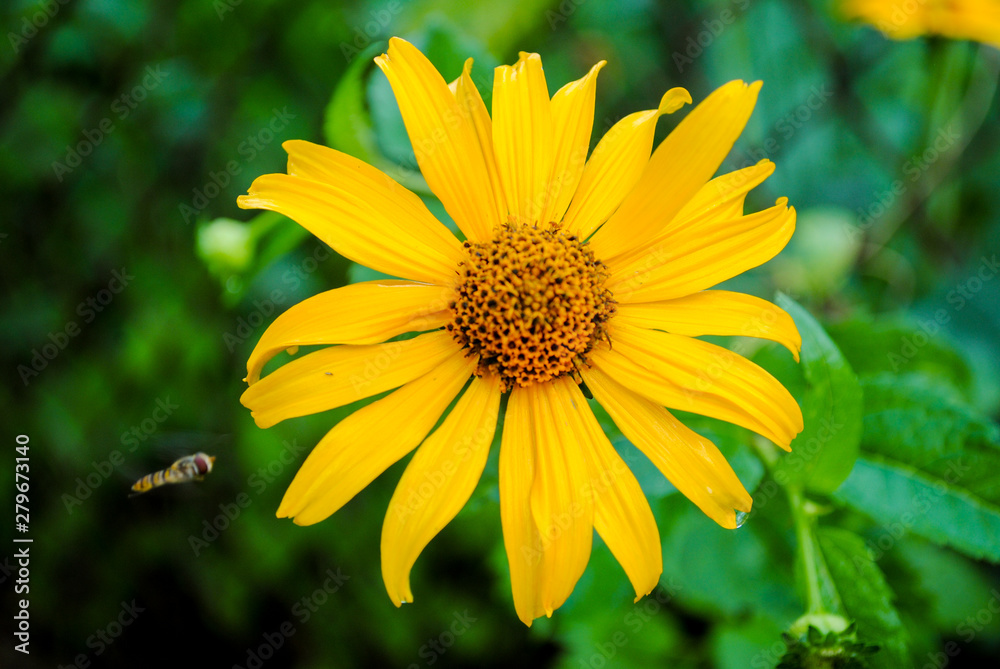 Obraz premium Yellow gazania in the garden with a wasp