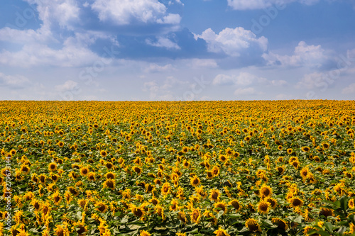 Sunflower field on a sunny day. Beautiful field. landscape of Ukraine.