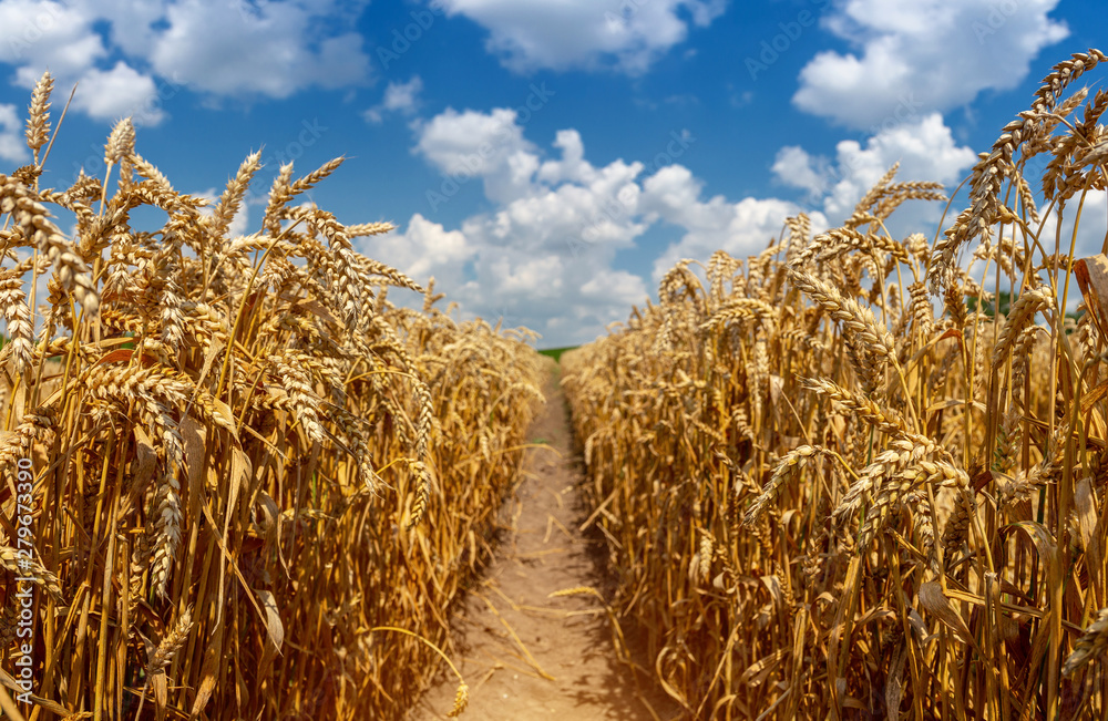 Beautiful wheat field on a sunny day. Grain Harvest Ukrainian landscape.  Stock Photo | Adobe Stock