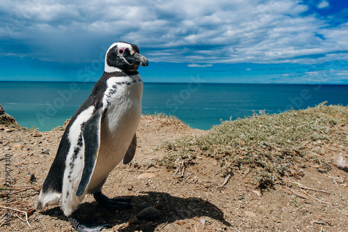 portrait Magellanic Penguin dwelling by their nest at the rocks above the beach photo