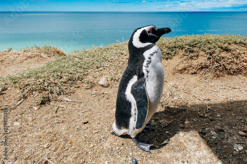 portrait Magellanic Penguin dwelling by their nest at the rocks above the beach photo