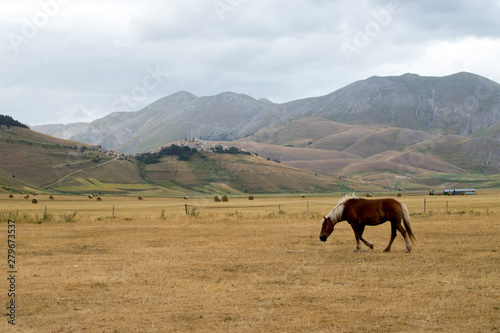 Wild horse with the village of Castelluccio di Norcia destroyed in the earthquake in the background. Apennines, Umbria, Italy © Marco Ramerini
