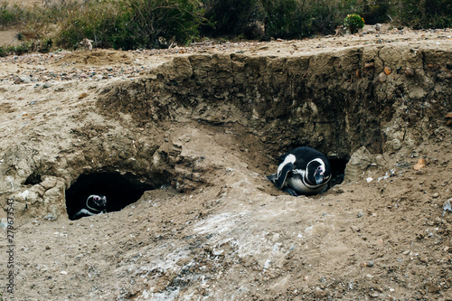 portrait Magellanic Penguins dwelling by their nest at the rocks above the beach photo