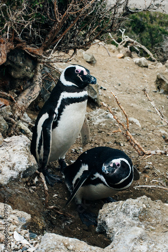 portrait Magellanic Penguins dwelling by their nest at the rocks above the beach photo