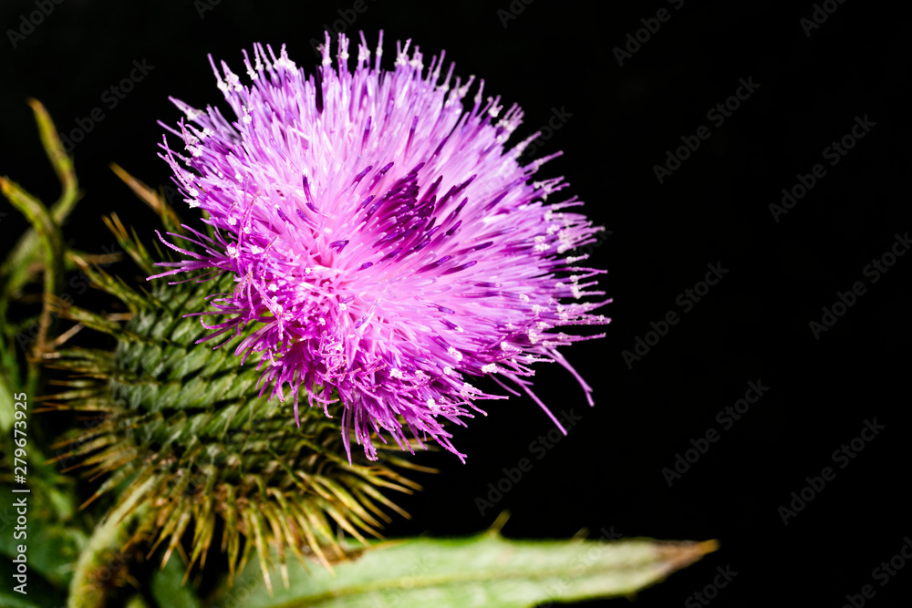 A common Thistle on a dark background A common Thistle on a dark background