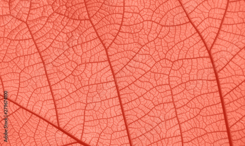 Coral pink toned close up texture of leaf veins