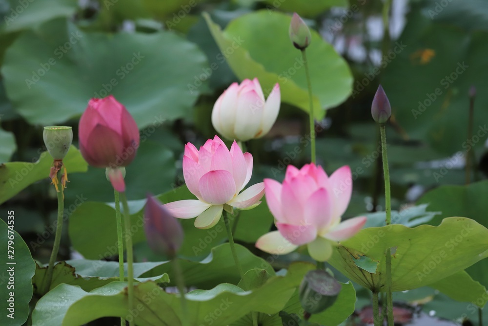 藤原京の蓮 藤原京の蓮