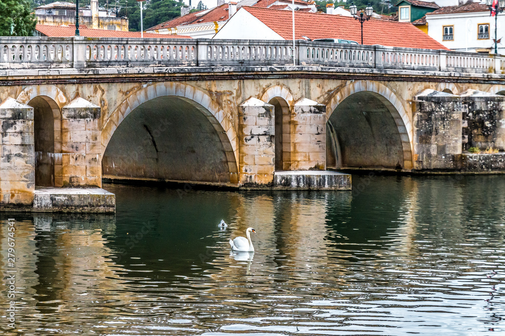 Swan in Tomar old town Portugal