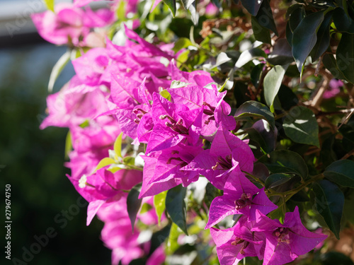 Fleurs roses de Bougainvillée ou bougainvillier (Bougainvillea spectabilis)