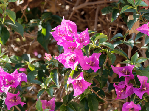 Fleurs roses de Bougainvillée ou bougainvillier (Bougainvillea spectabilis) photo