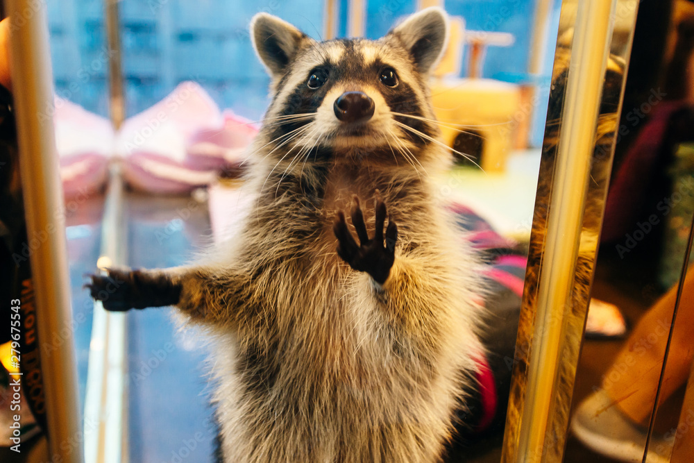 Raccoon Cafe - Raccoon in tiny cage, (Animal Cafe), Seoul, South Korea
