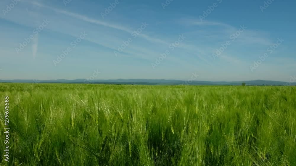 Green ripe rye field against the blue sky background