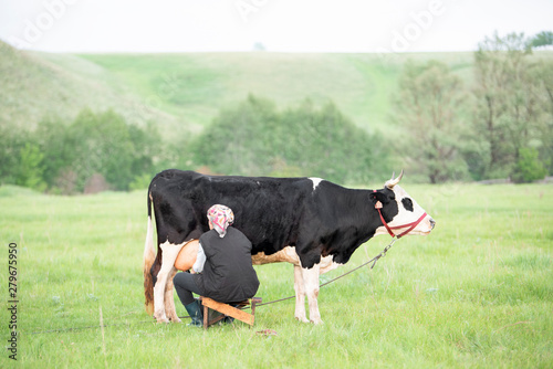 Fototapeta Woman milking black and white cow hands in the field