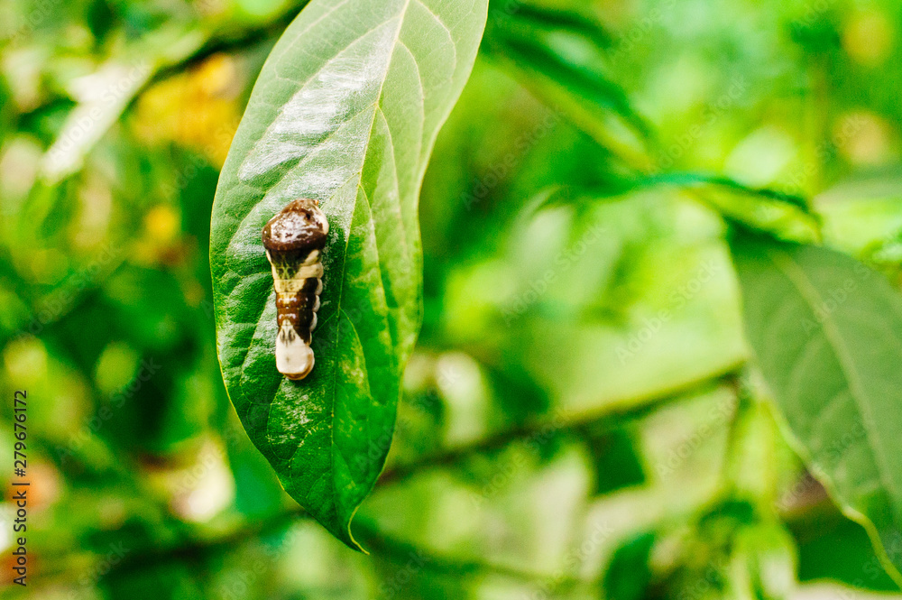 swallowtail caterpillar forming its chrysalis before turning into a ...