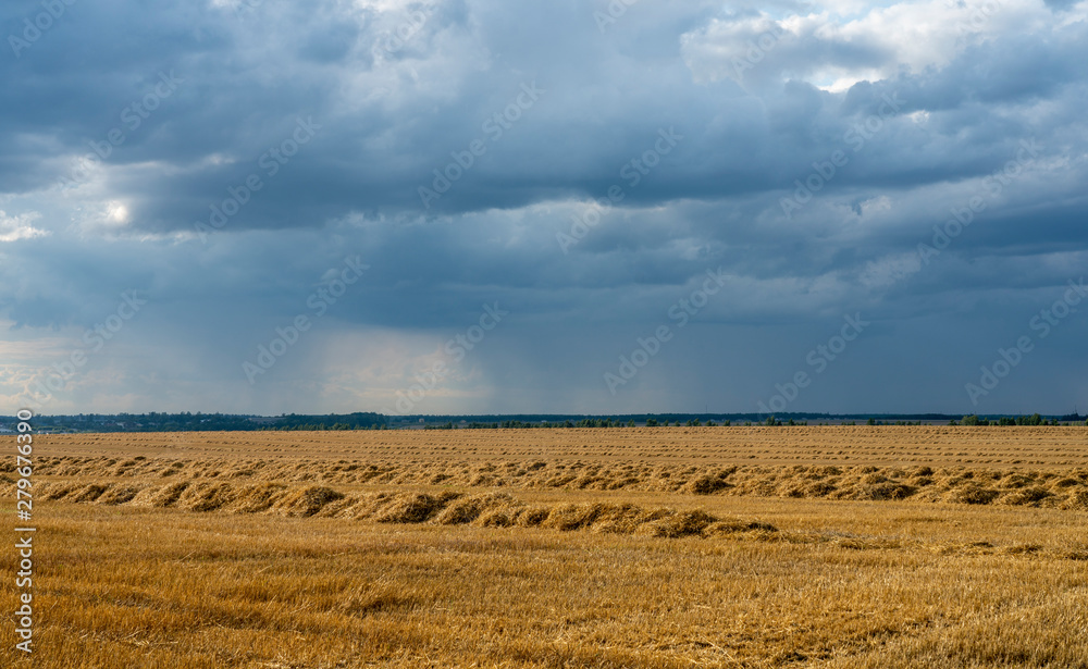 the cut straw in straight rows lies on a Golden field against the background of rain clouds