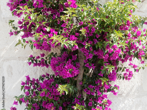 Wallpaper Mural Bougainvillea spectabilis - Bougainvillée ou bougainvillier, un bel arbuste à floraison spectaculaire de petites bractées rose Torontodigital.ca