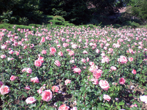 Fototapeta Naklejka Na Ścianę i Meble -  Field of pink roses in a romanian park