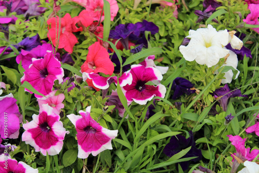 Coloured petunia on a city street close up Coloured petunia on a city street close up