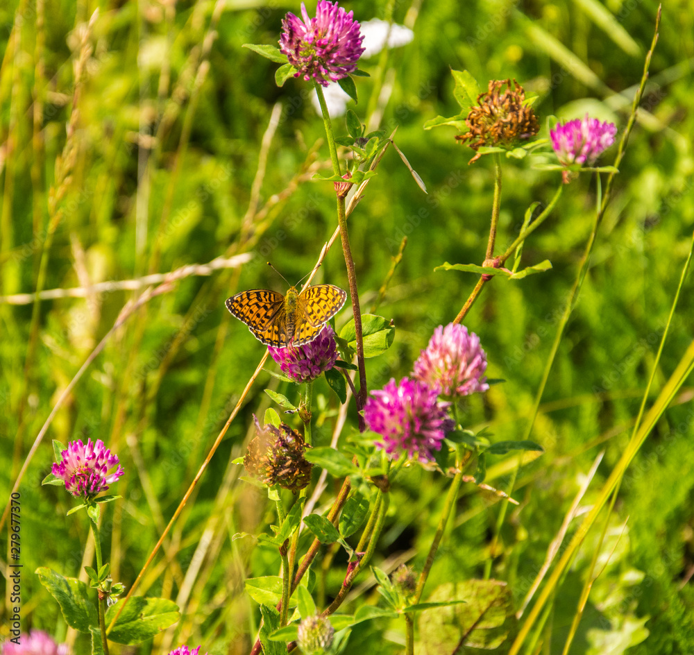 Trifolium pratense - red clover with High Brown Fritillary butterfly - Argynnis adippe Trifolium pratense - red clover with High Brown Fritillary butterfly - Argynnis adippe