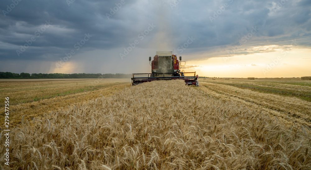 Fototapeta premium harvester removes wheat field on the background of the sunset cloudy sky