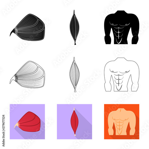 Vector design of fiber and muscular icon. Set of fiber and body stock symbol for web.