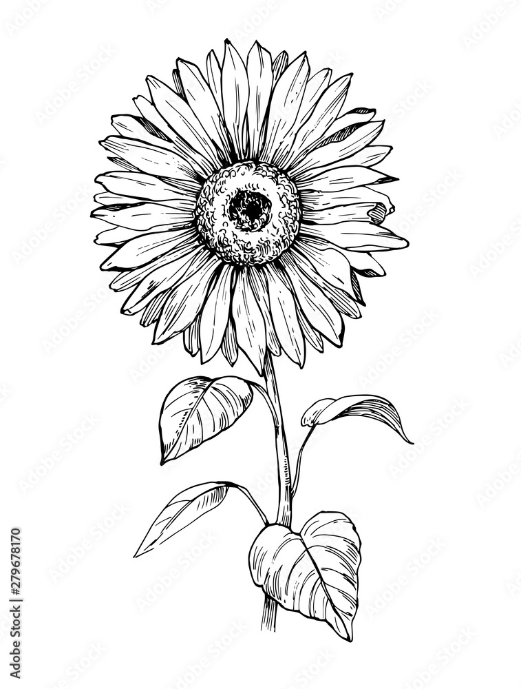 Sketch of sunflower. Hand drawn outline converted to vector. vector de