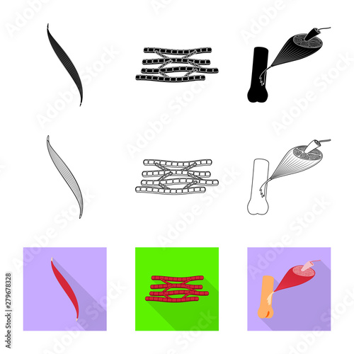Vector illustration of fiber and muscular icon. Collection of fiber and body stock symbol for web.