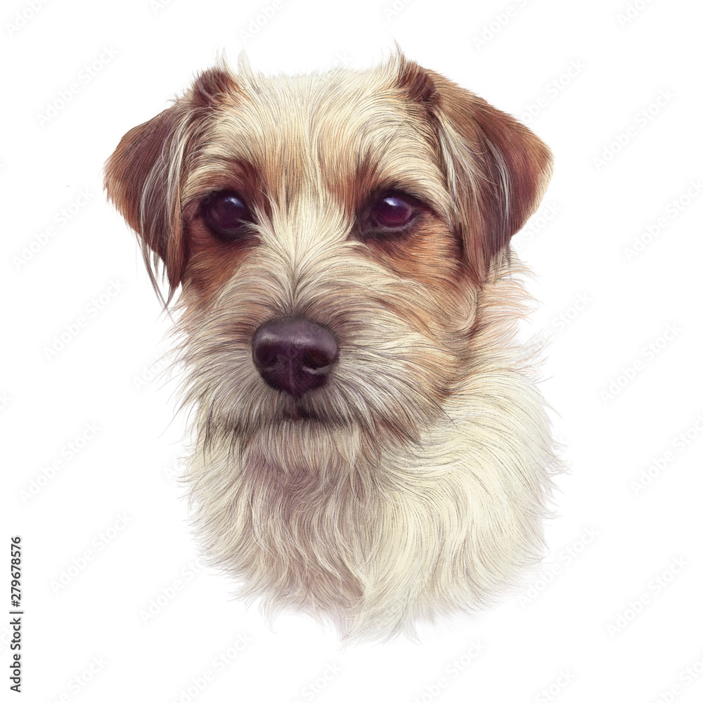 Portrait of cute puppy isolated on white background. Close Up White And Red Young Rough Coated Jack Russell Terrier Dog. Animal art collection: Dogs. Design template. Good for print T-shirt, pillow Portrait of cute puppy isolated on white background. Close Up White And Red Young Rough Coated Jack Russell Terrier Dog. Animal art collection: Dogs. Design template. Good for print T-shirt, pillow