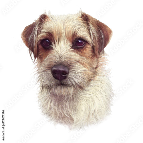 Fototapeta Naklejka Na Ścianę i Meble -  Portrait of cute puppy isolated on white background. Close Up White And Red Young Rough Coated Jack Russell Terrier Dog. Animal art collection: Dogs. Design template. Good for print T-shirt, pillow