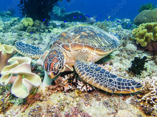 A Green Sea Turtle resting on a coral reef in Bohol  Philippines