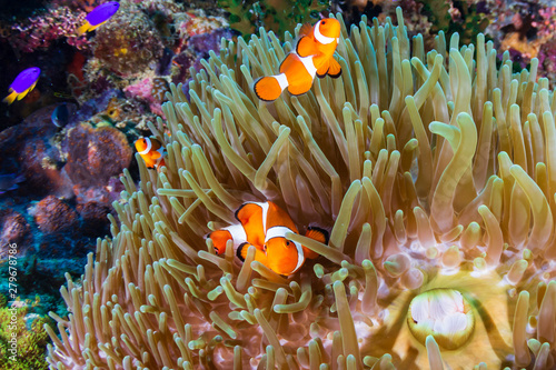 A family of Clownfish (Amphiprion ocellaris) in their host anemone on a tropical coral reef in Asia