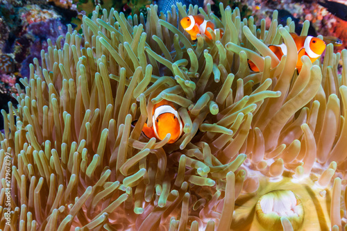 A family of Clownfish (Amphiprion ocellaris) in their host anemone on a tropical coral reef in Asia © whitcomberd